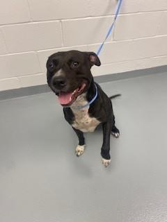 JAX, Adoptable, Young Male Pit Bull Terrier.