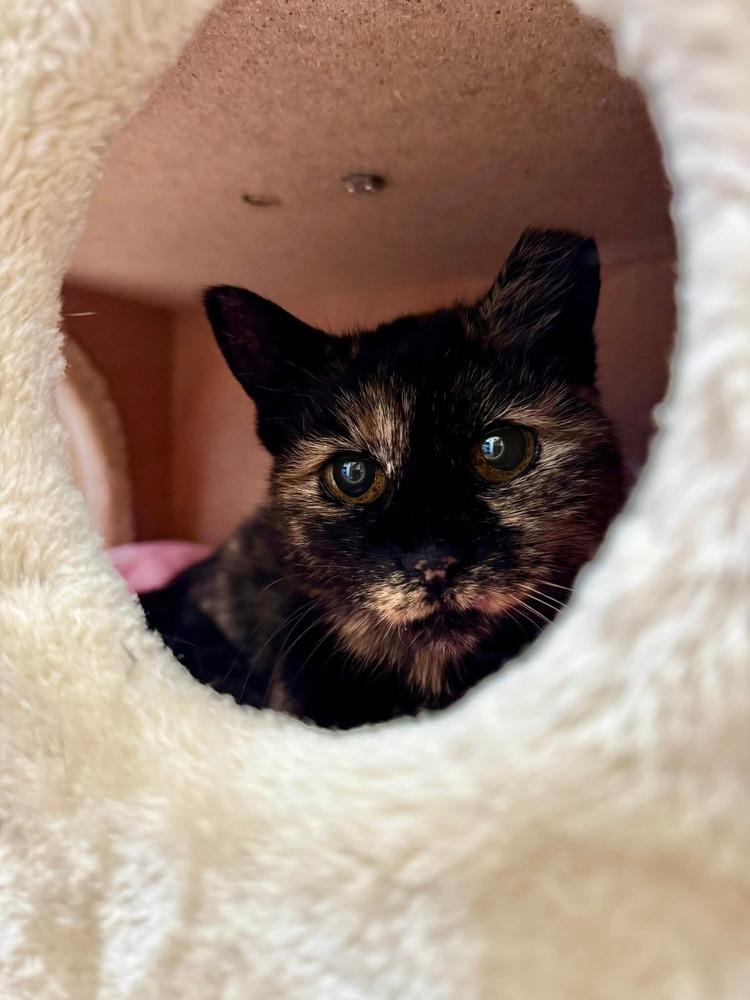 Violet, Adoptable, Senior Female Domestic Short Hair.