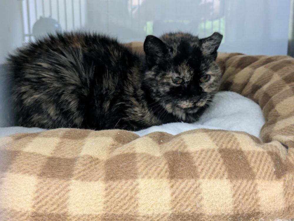 Violet, Adoptable, Senior Female Domestic Short Hair.