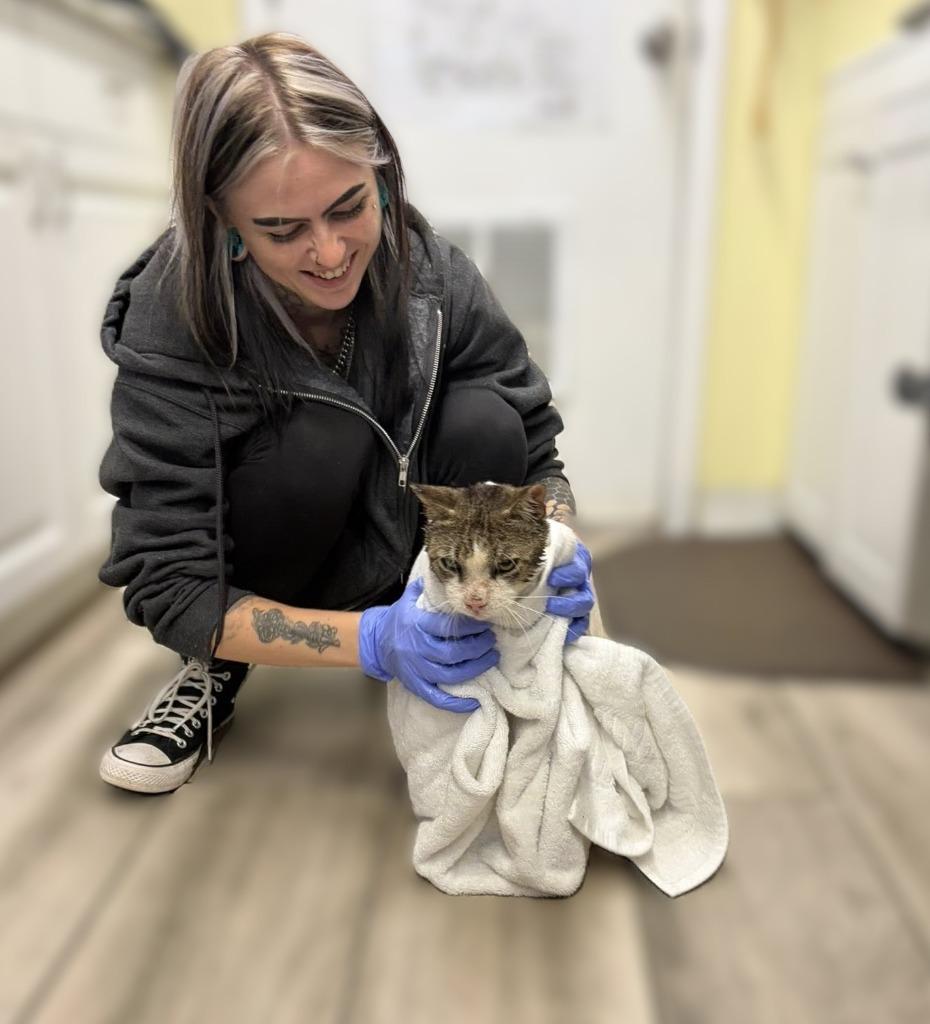 Clark, Adoptable, Adult Male Domestic Short Hair.