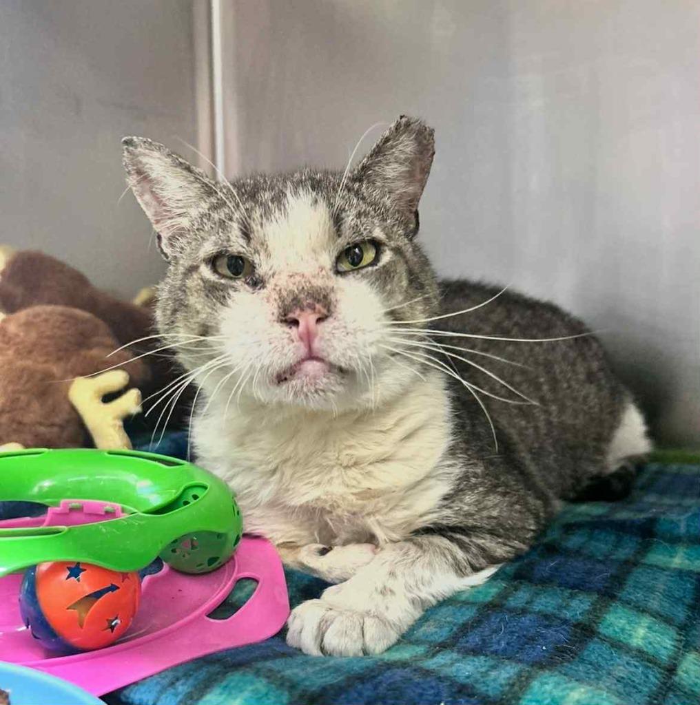 Clark, Adoptable, Adult Male Domestic Short Hair.