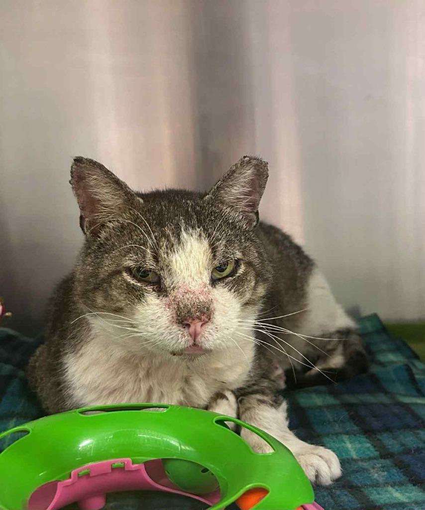 Enlarge Clark, a Adoptable mixed breed in Sebastian, FL image 2/5