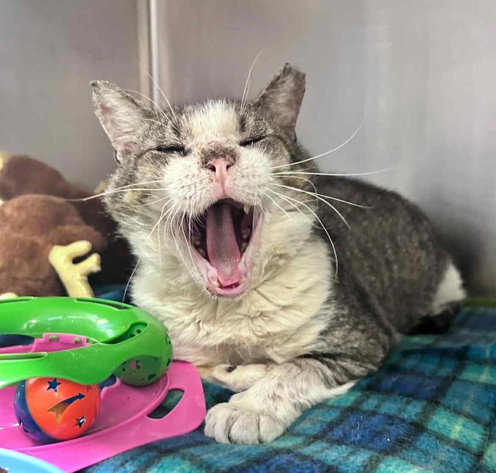 Enlarge Clark, a Adoptable mixed breed in Sebastian, FL image 3/5