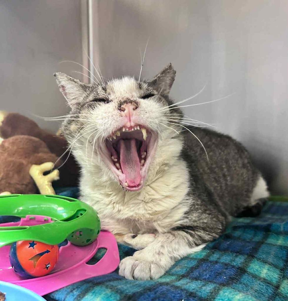 Enlarge Clark, a Adoptable mixed breed in Sebastian, FL image 4/5