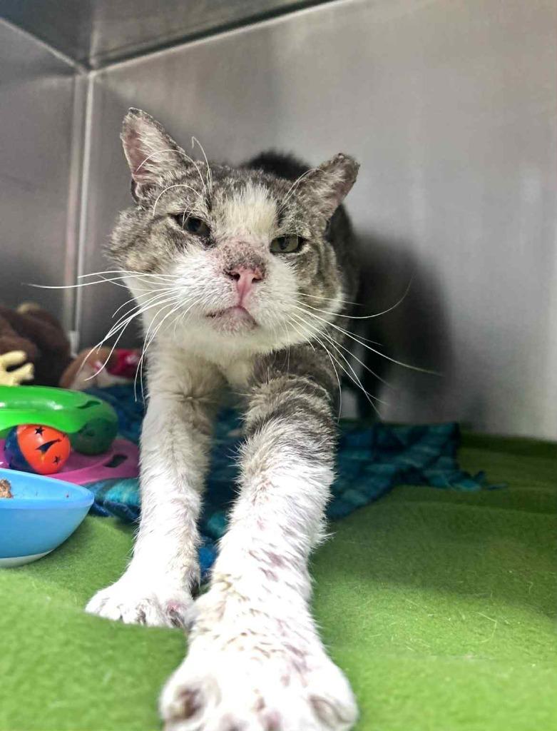 Enlarge Clark, a Adoptable mixed breed in Sebastian, FL image 5/5