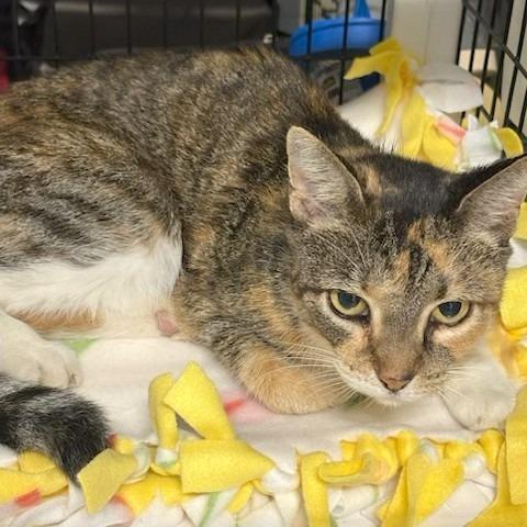 Scout, Adoptable, Senior Female Domestic Short Hair.