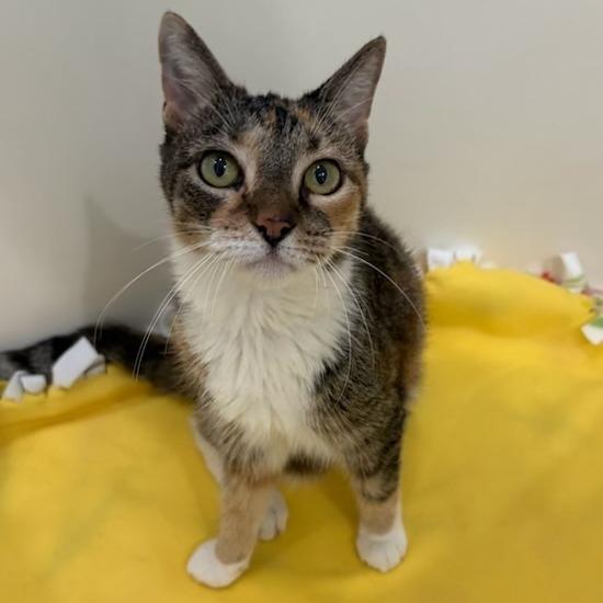 Enlarge Scout, a Adoptable Domestic Short Hair in Jupiter, FL image 2/2