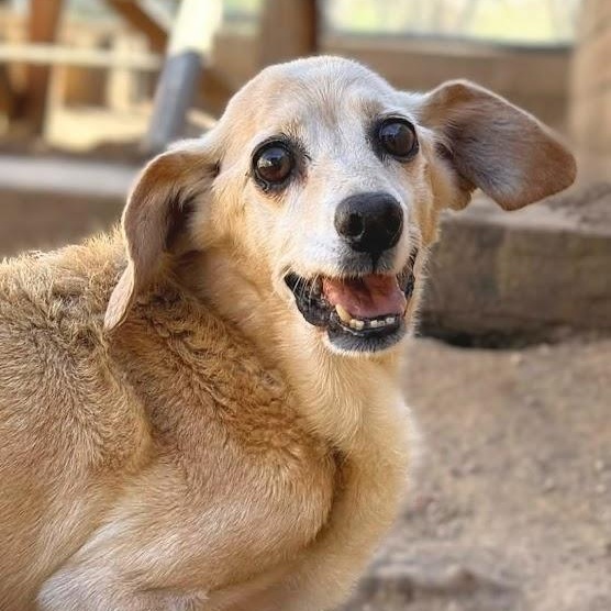 Mili, adopted, Senior Female Beagle & Chihuahua.