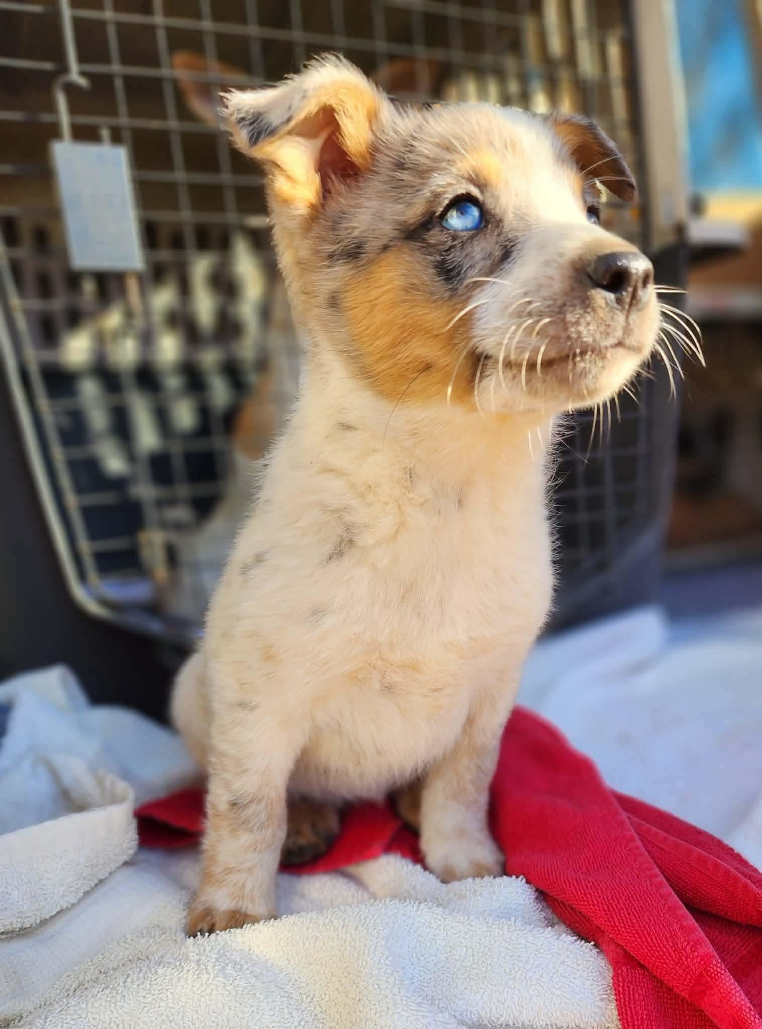 Enlarge Paisley, a ADOPTABLE mixed breed in Centerville, TN image 2/3