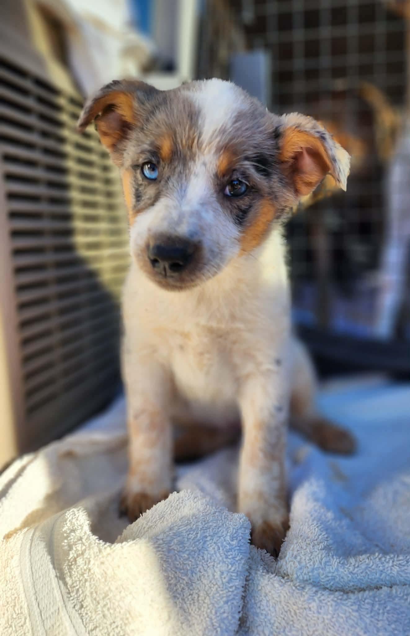 Paisley, ADOPTABLE, Puppy Female Cattle Dog.
