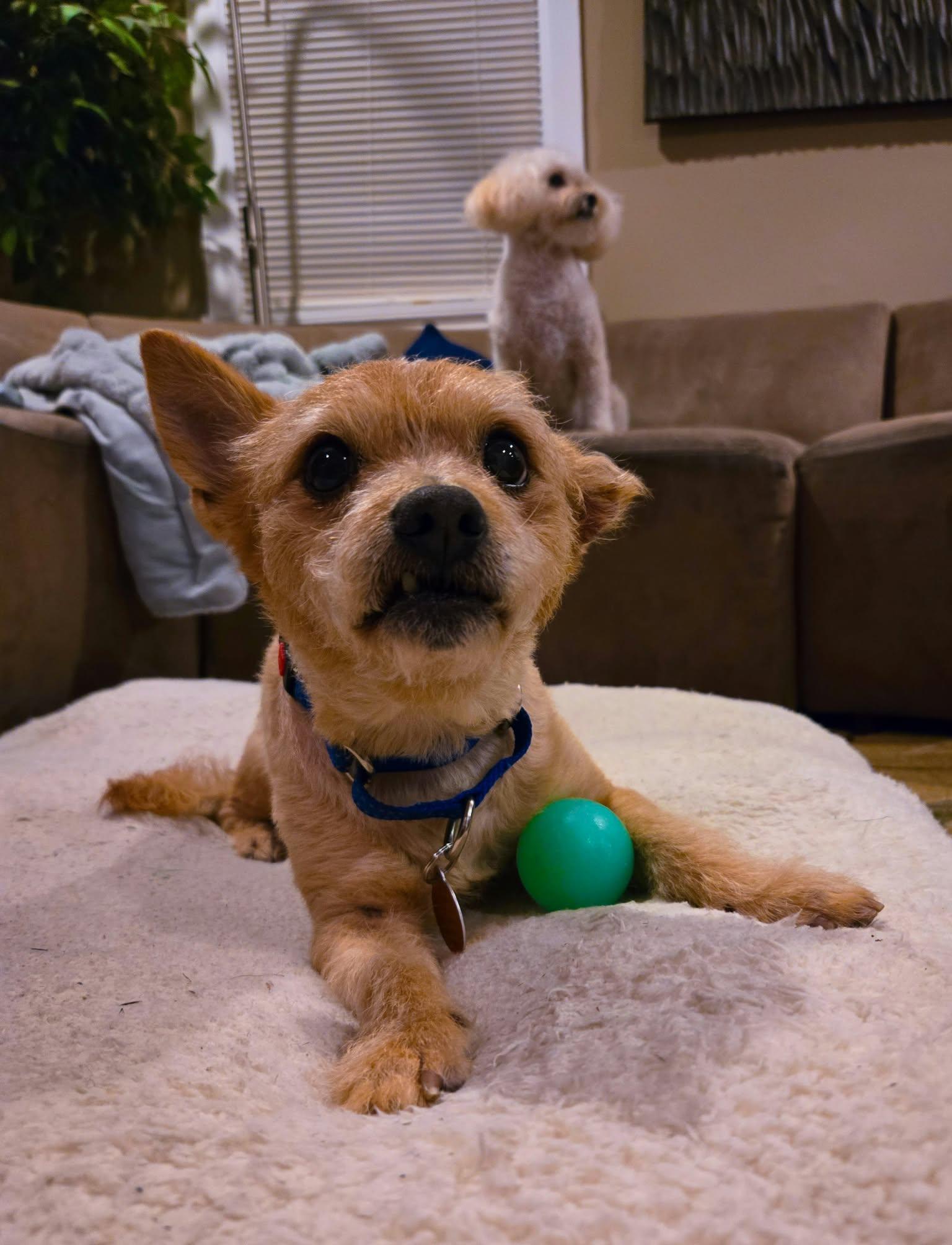 Enlarge Tostito, a Adoptable Terrier in Rochester, NY image 1/3
