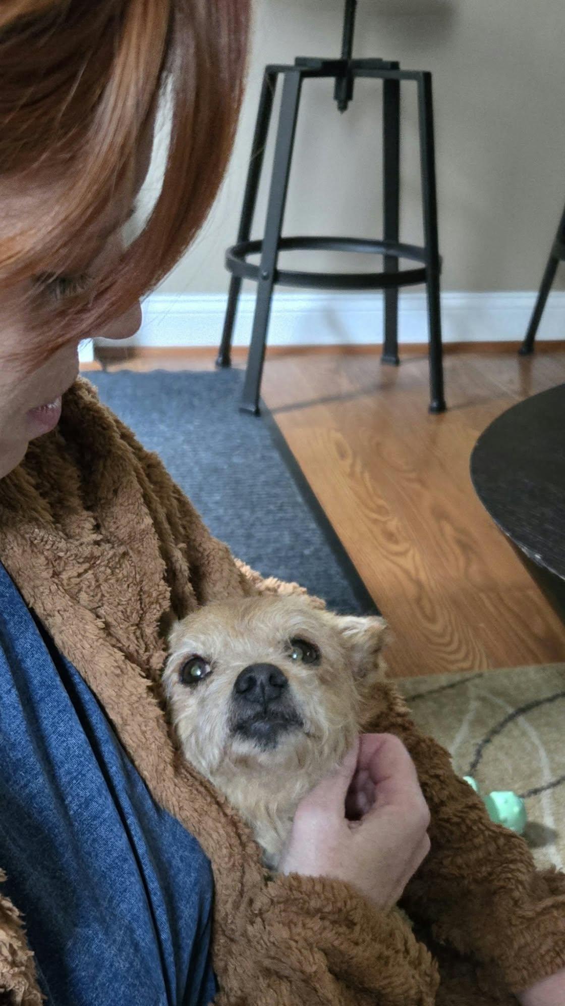 Enlarge Tostito, a Adoptable Terrier in Rochester, NY image 2/3