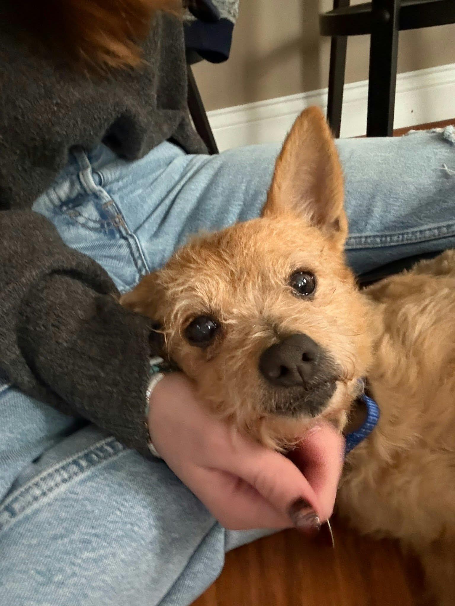 Enlarge Tostito, a Adoptable Terrier in Rochester, NY image 3/3