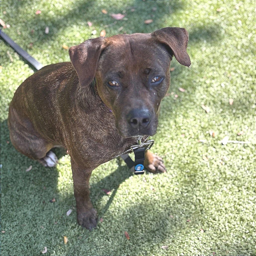 Enlarge Merry, a Adoptable Mixed Breed in Sarasota, FL image 2/6