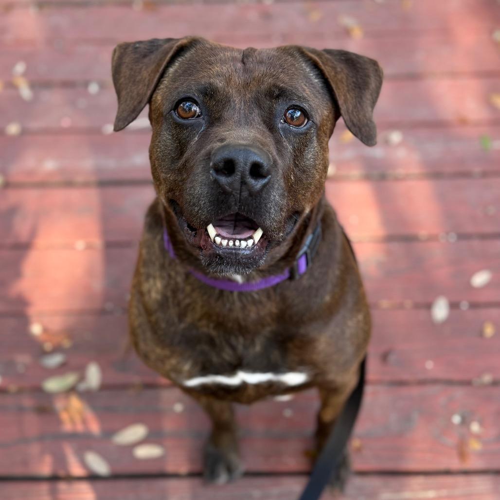 Enlarge Merry, a Adoptable Mixed Breed in Sarasota, FL image 5/6
