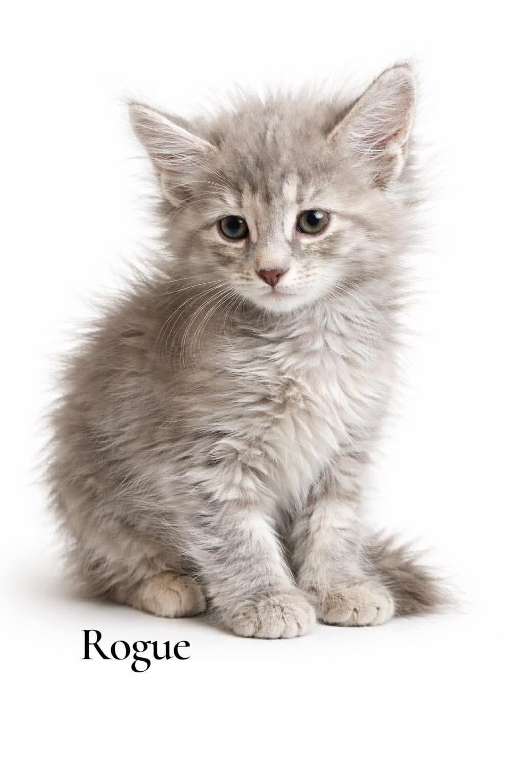Enlarge Rogue, an adopted Domestic Long Hair in Stevensville, MI image 1/1