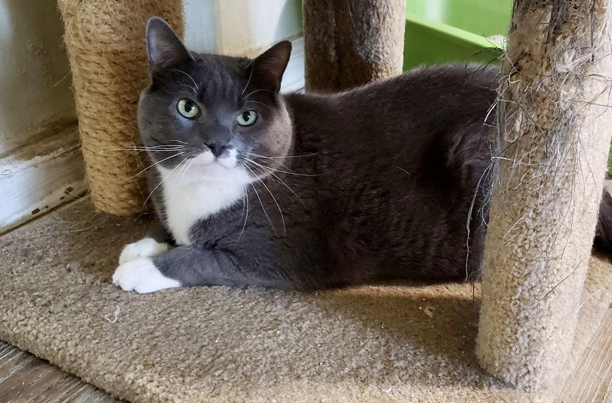 Gray, Adoptable, Adult Female Domestic Short Hair.