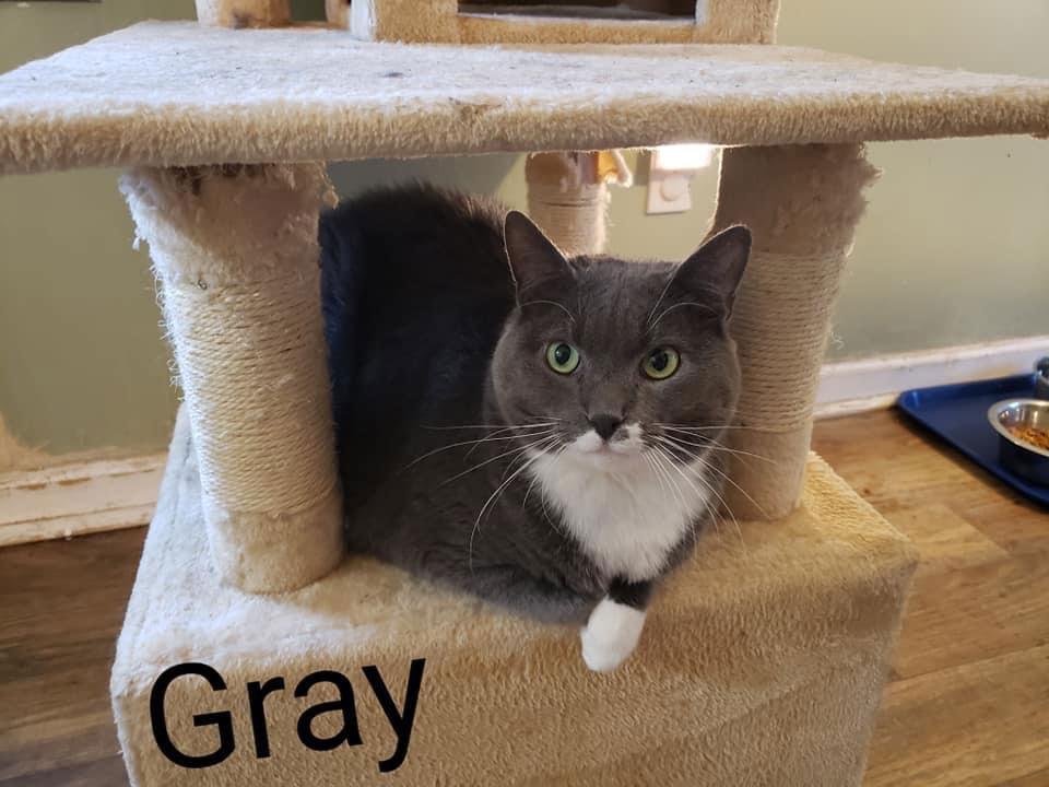 Gray, a Adoptable Domestic Short Hair in Penndel, PA image 2/6