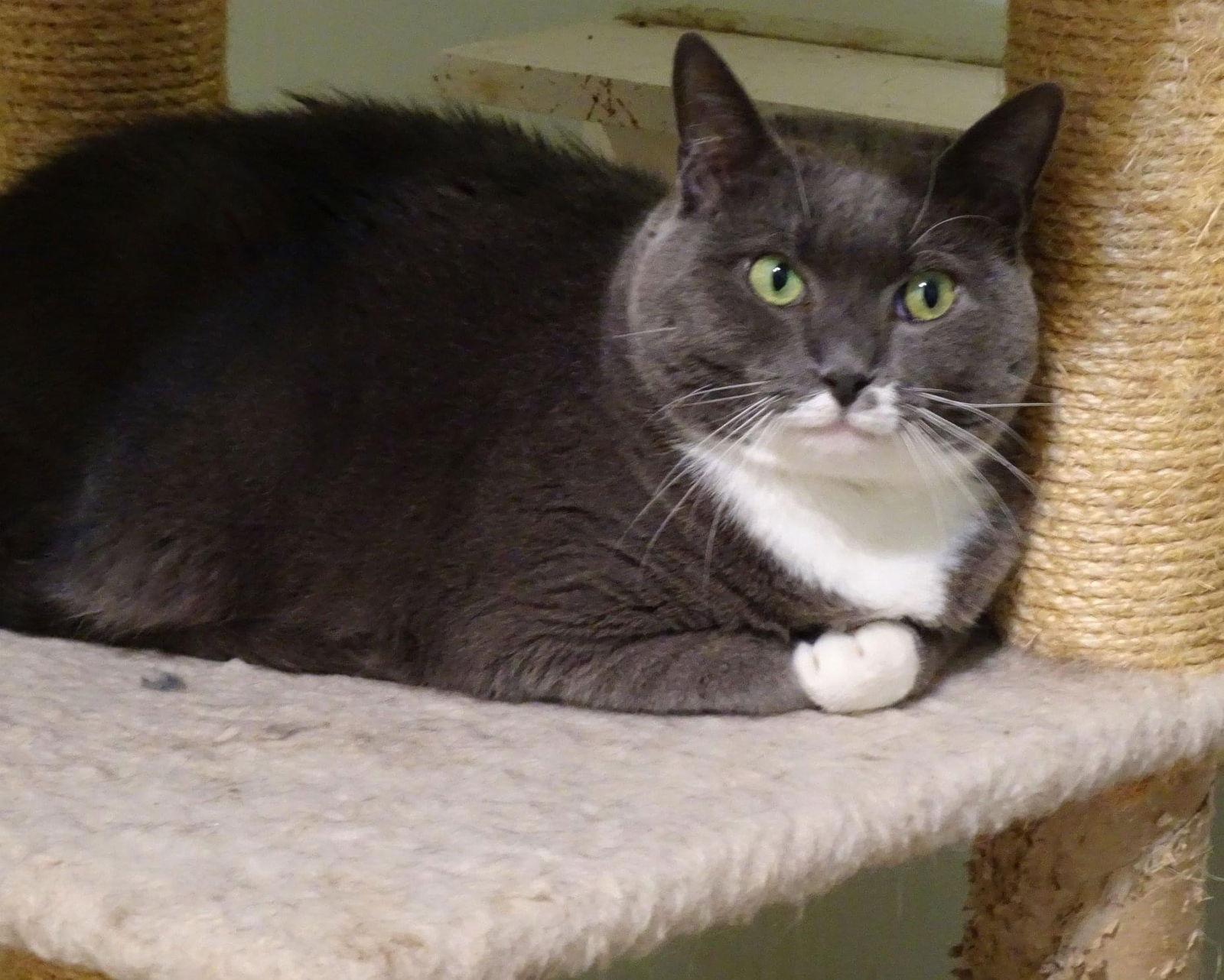 Gray, a Adoptable Domestic Short Hair in Penndel, PA image 3/6