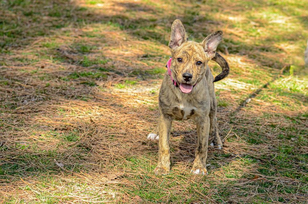 Enlarge Wynonna, a Adoptable Hound in Brick, NJ image 2/3