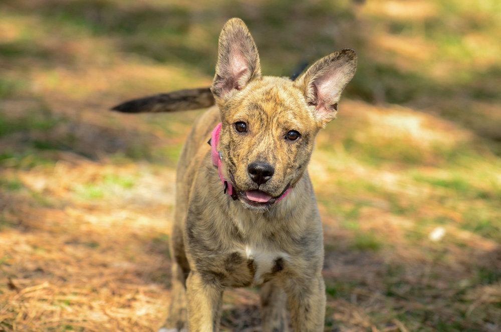 Enlarge Wynonna, a Adoptable Hound in Brick, NJ image 3/3