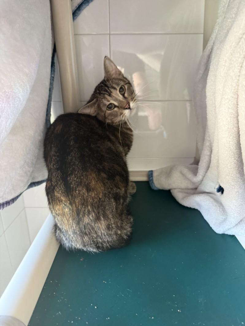 PAPRIKA, Adoptable, Adult Female Domestic Short Hair.