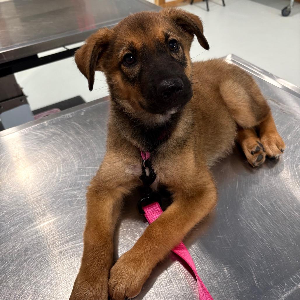 Frida Growlo, Adoptable, Puppy Female Belgian Shepherd / Malinois.
