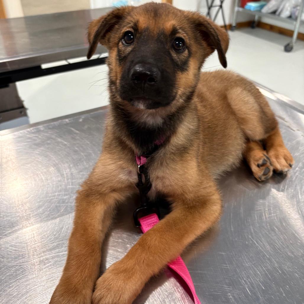 Enlarge Frida Growlo, a Adoptable Belgian Shepherd / Malinois in Harlingen, TX image 2/2