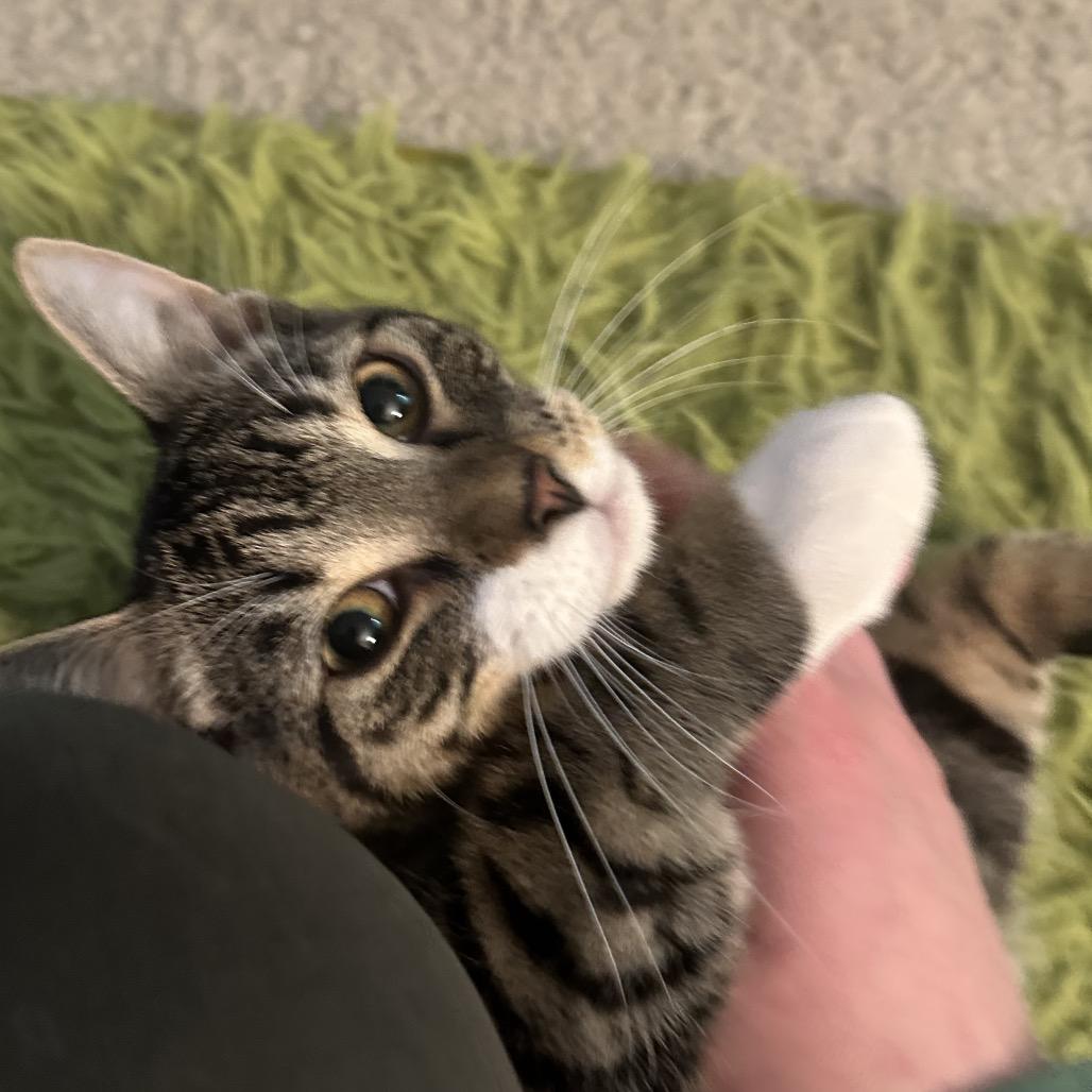 Beltz, Adoptable, Young Male Domestic Short Hair.