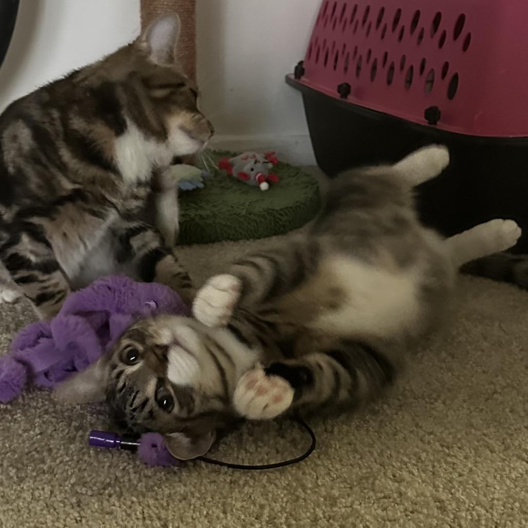 Beltz, a Adoptable Domestic Short Hair in CHRISTIANSBURG, VA image 2/6