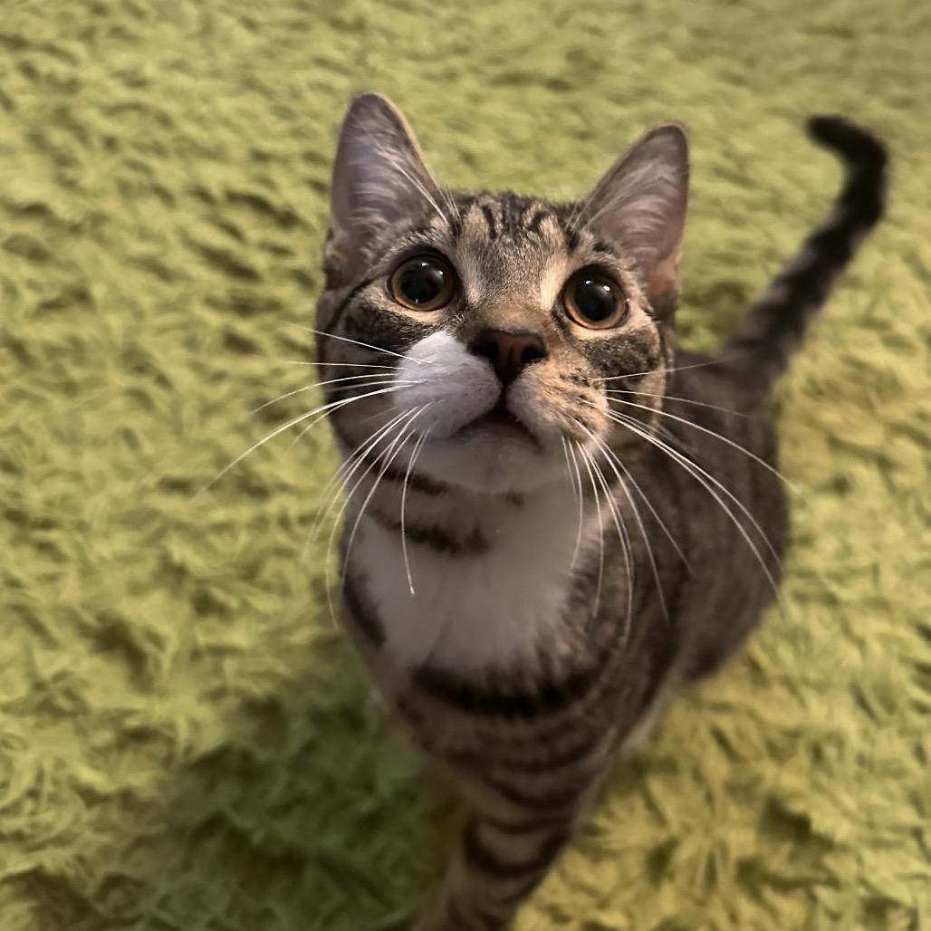 Beltz, a Adoptable Domestic Short Hair in CHRISTIANSBURG, VA image 3/6