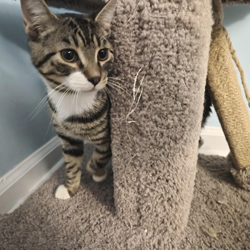 Beltz, a Adoptable Domestic Short Hair in CHRISTIANSBURG, VA image 4/6