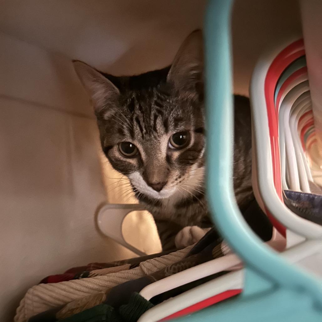 Beltz, a Adoptable Domestic Short Hair in CHRISTIANSBURG, VA image 5/6