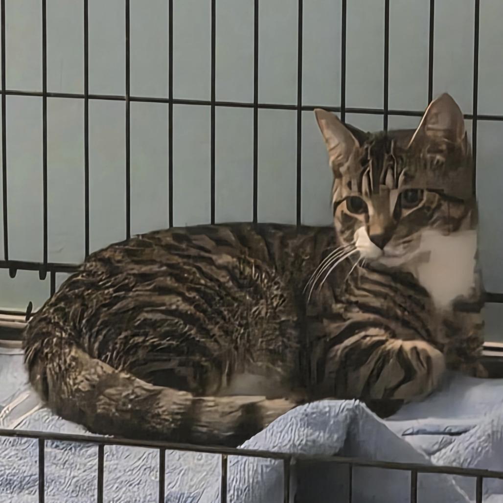 Beltz, Adoptable, Young Male Domestic Short Hair.