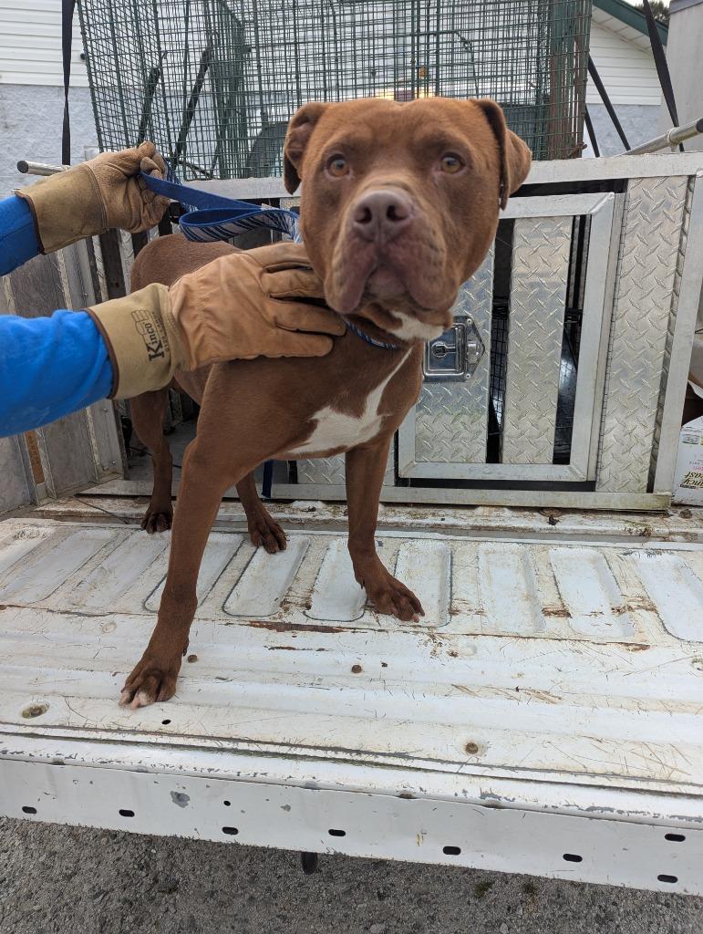 Enlarge Kingston, a Adoptable mixed breed in Winnsboro, SC image 1/5