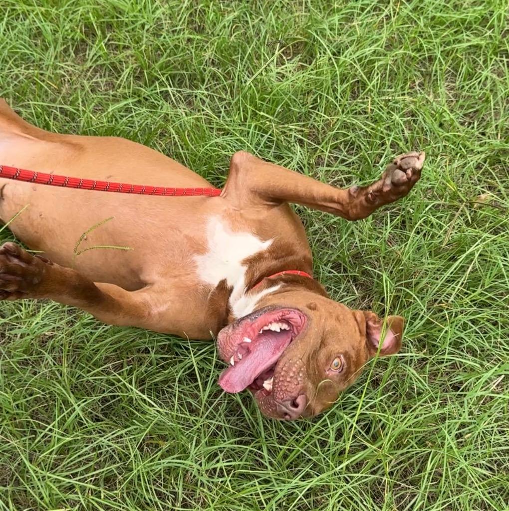 Enlarge Kingston, a Adoptable mixed breed in Winnsboro, SC image 2/6