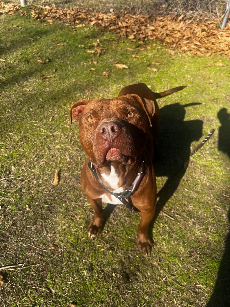 Enlarge Kingston, a Adoptable mixed breed in Winnsboro, SC image 3/6