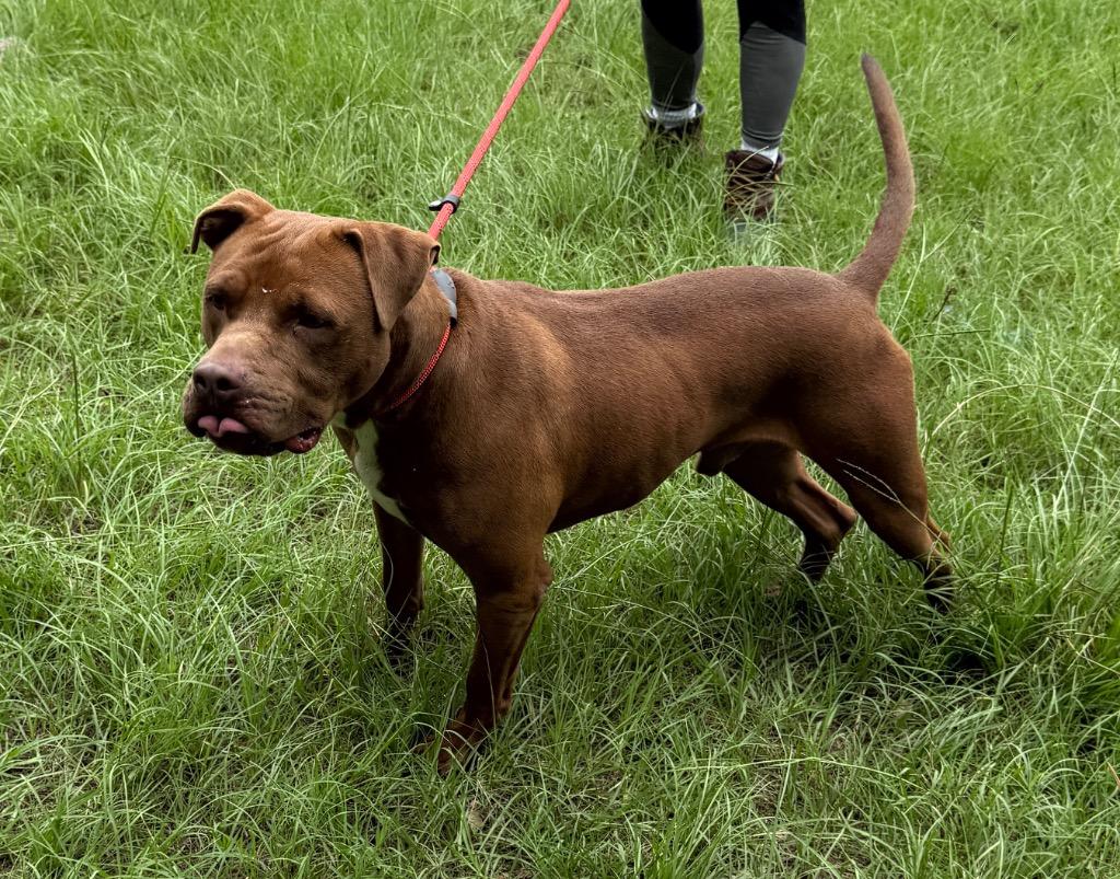 Enlarge Kingston, a Adoptable mixed breed in Winnsboro, SC image 3/5