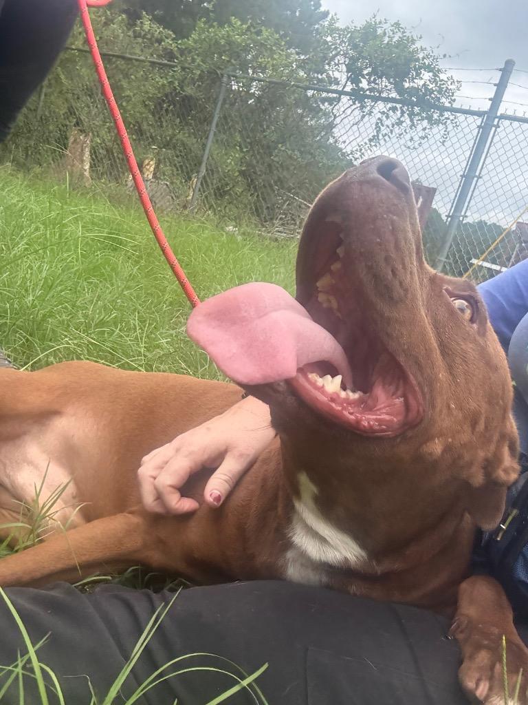 Enlarge Kingston, a Adoptable mixed breed in Winnsboro, SC image 5/6