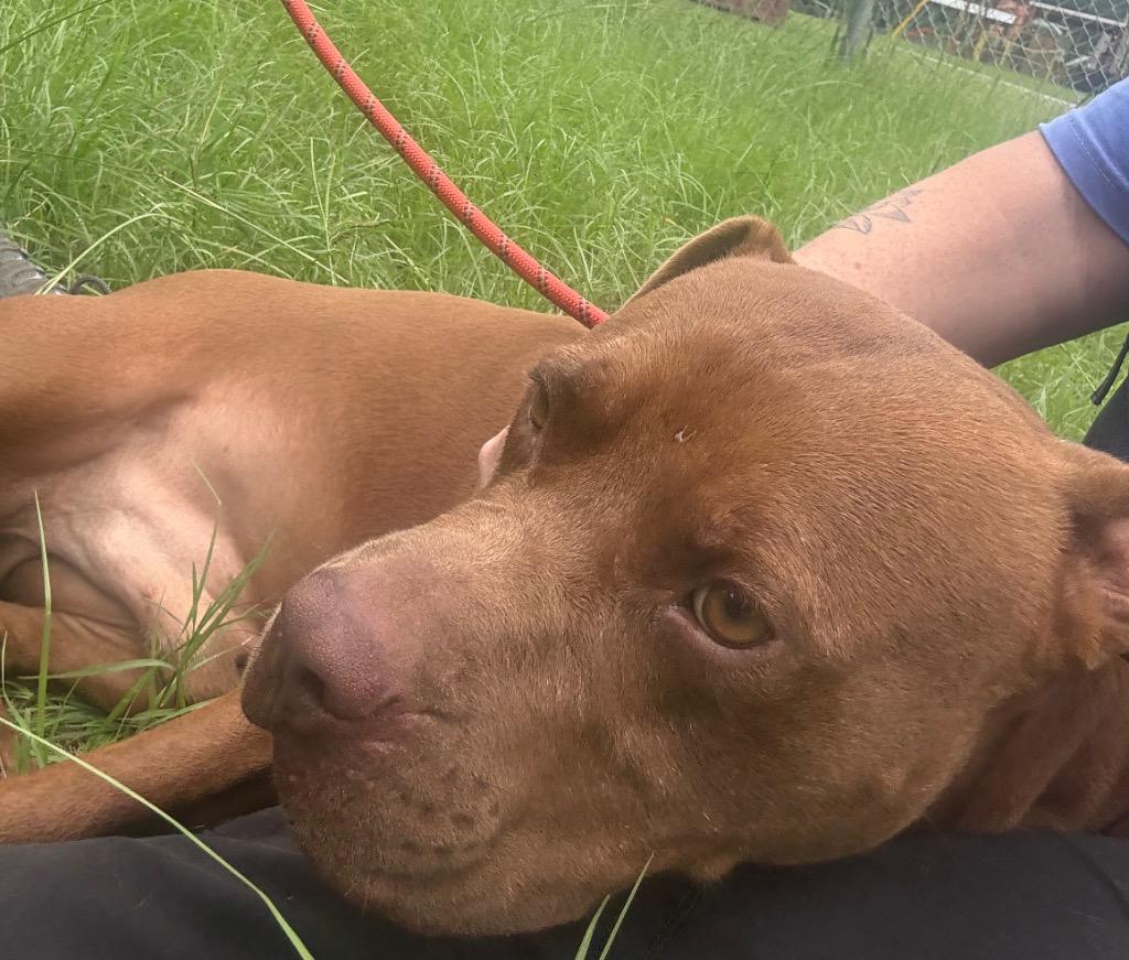 Enlarge Kingston, a Adoptable mixed breed in Winnsboro, SC image 5/5