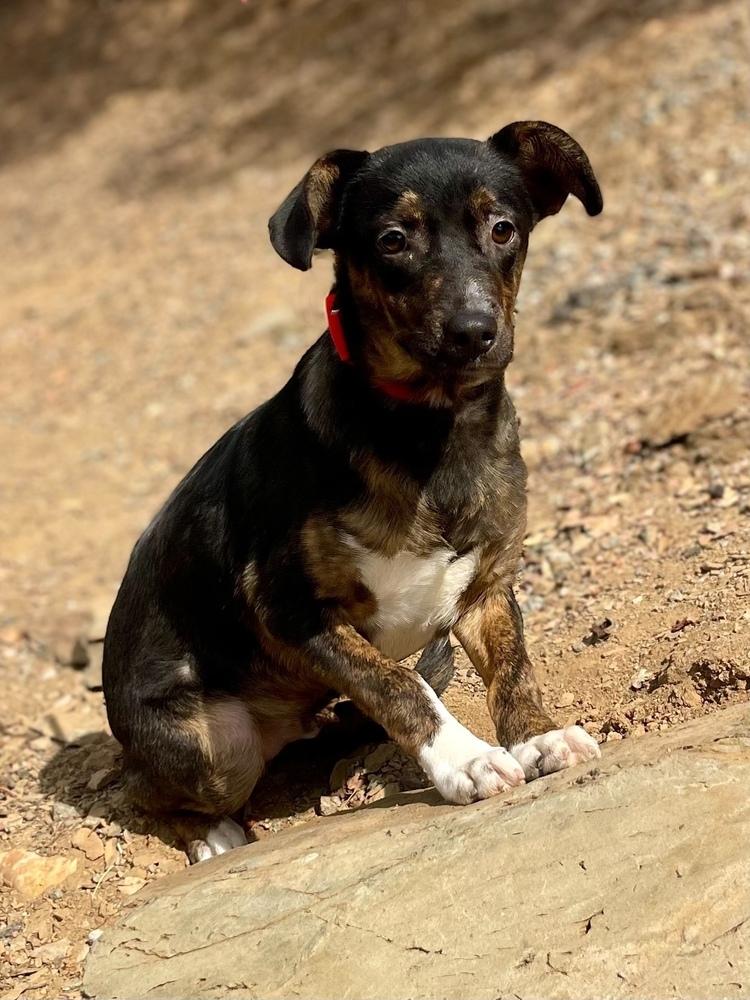 Enlarge Stu, a Adoptable mixed breed in Jamestown, CA image 2/2