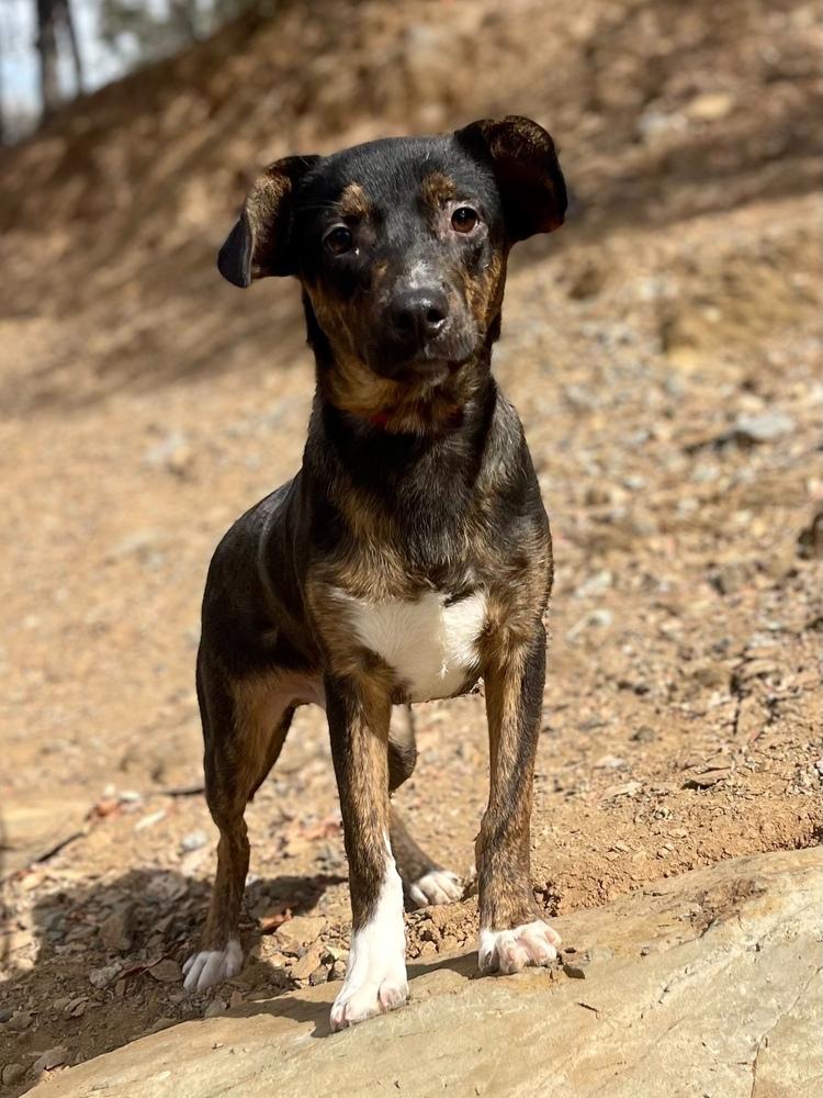 Stu, Adoptable, Puppy Male Catahoula Leopard Dog.