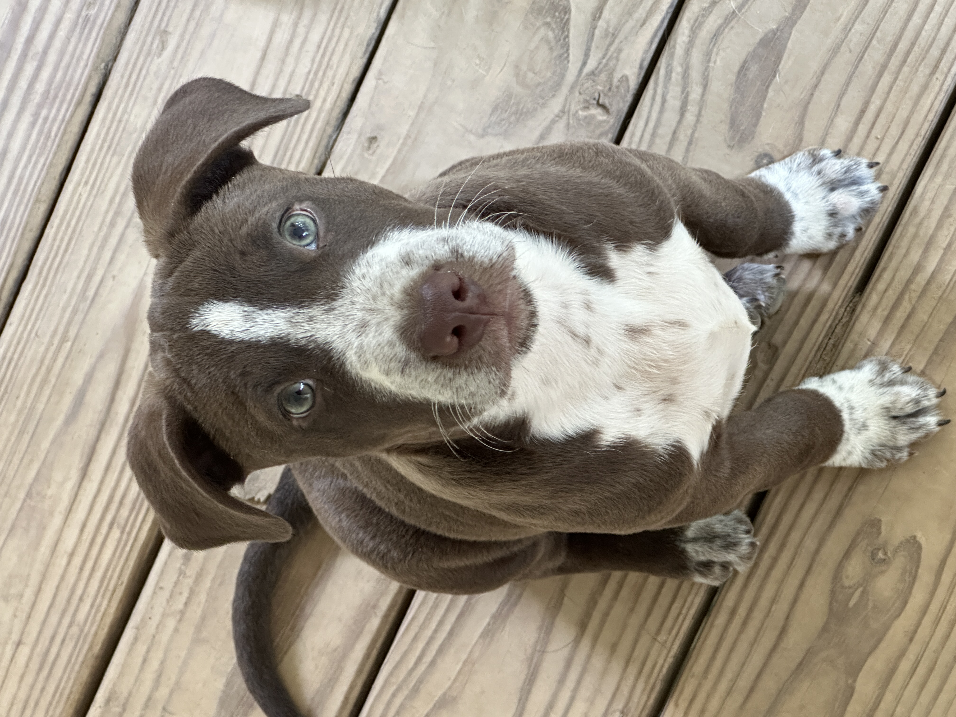 Enlarge Puppy1, a Adoptable mixed breed image 1/1