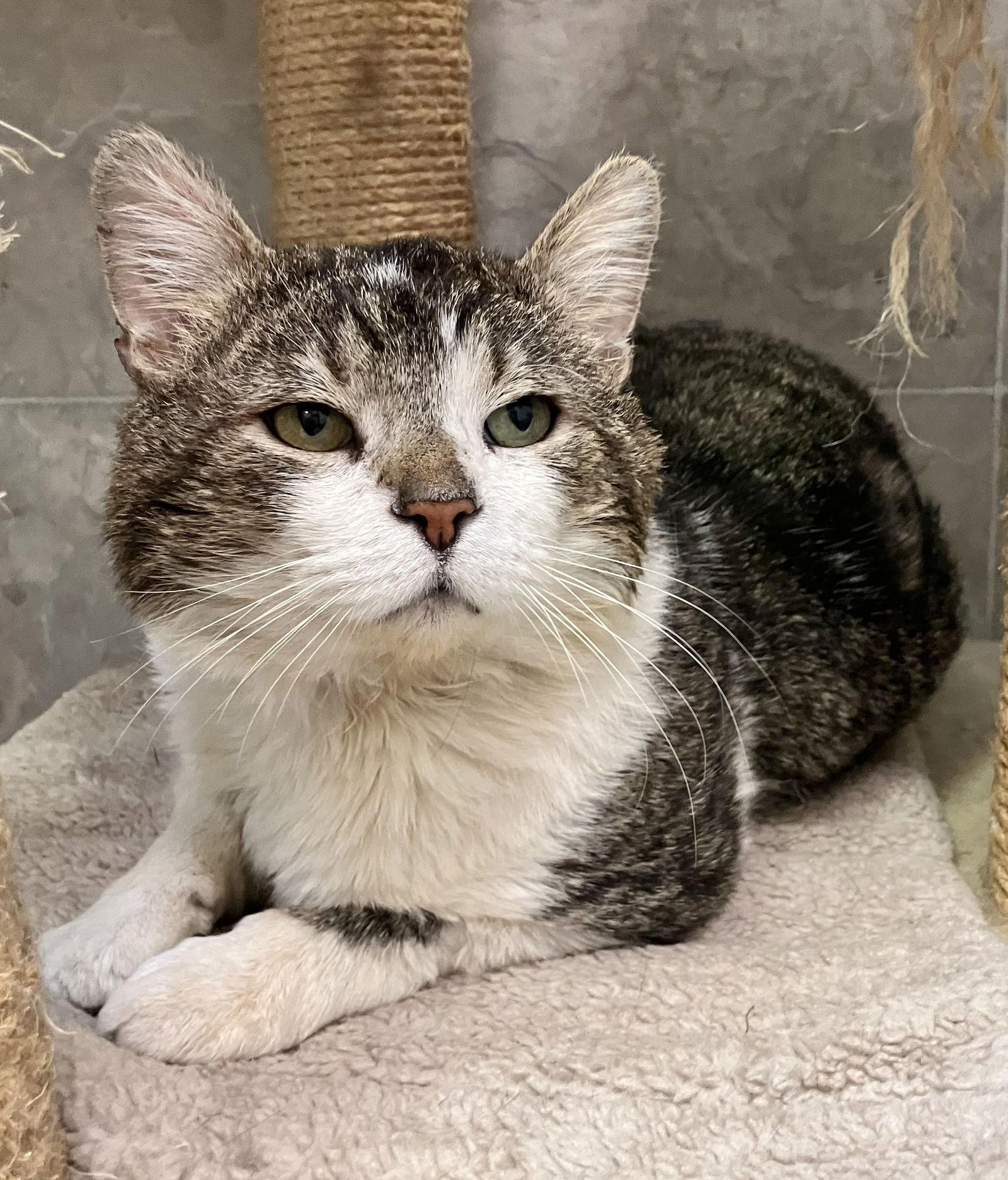 Masquerade, Adoptable, Senior Male Tabby & Domestic Short Hair.