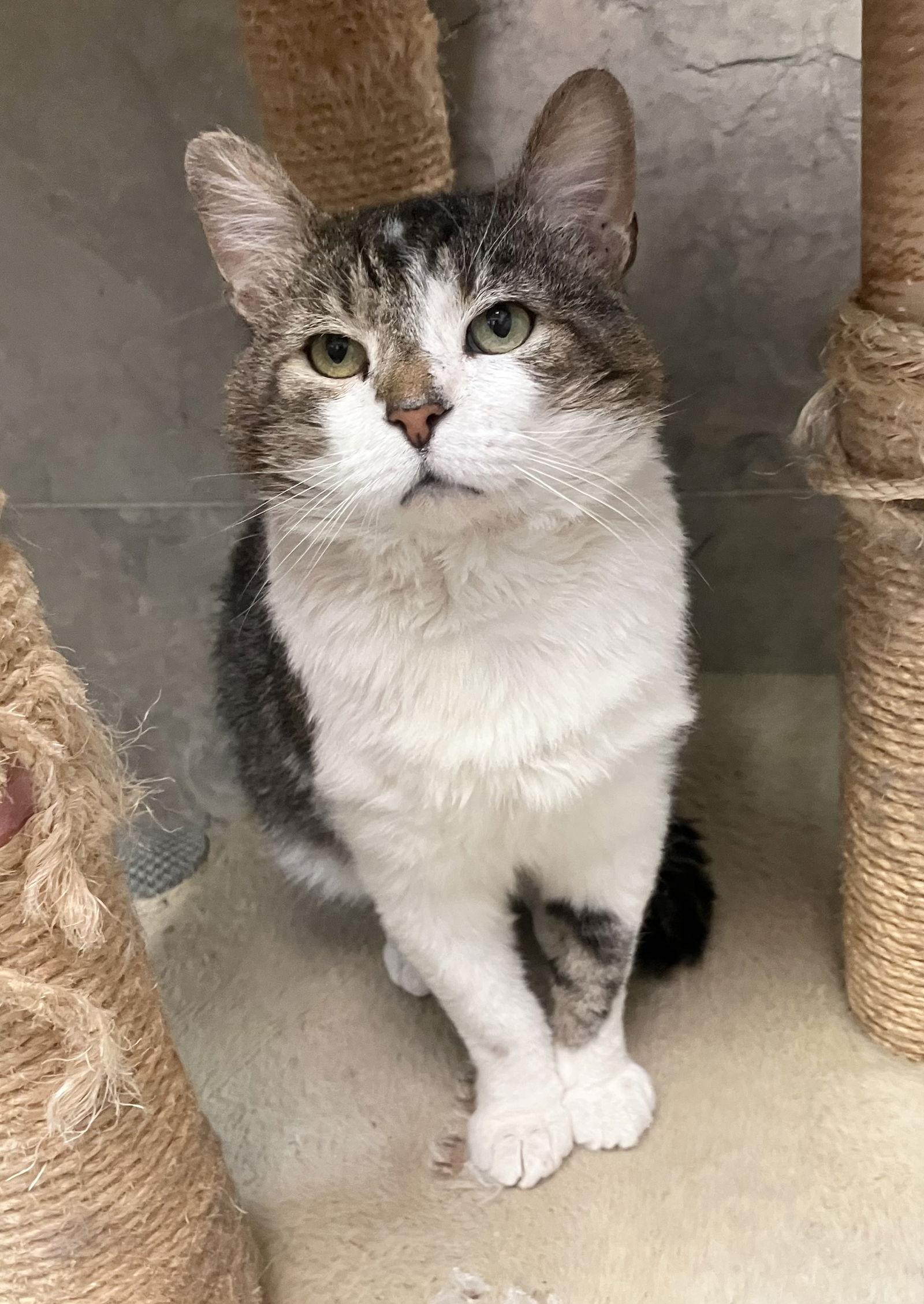 Masquerade thumbnail 3