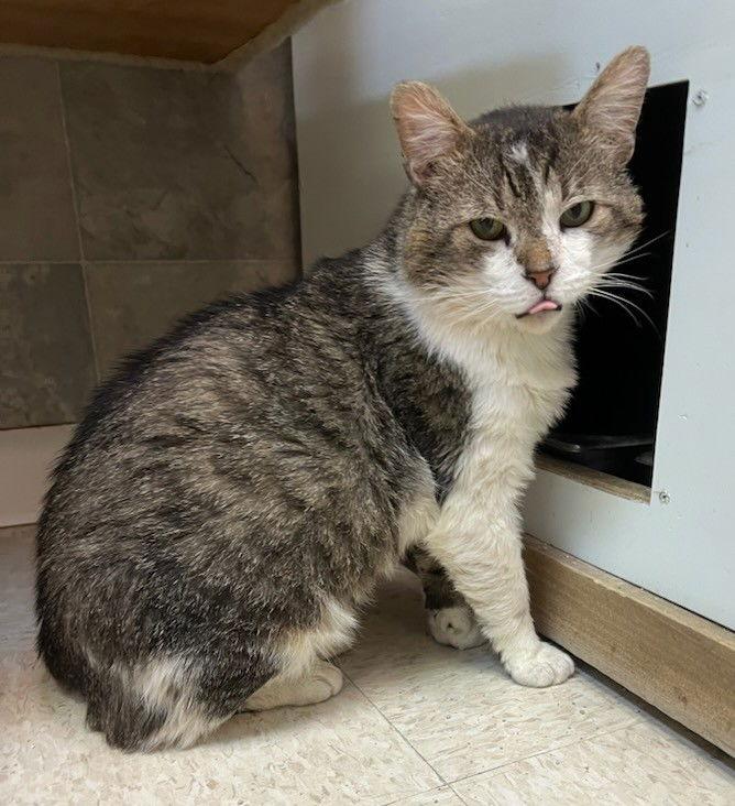 Enlarge Masquerade - KBC, a Adoptable mixed breed in Dublin, OH image 1/3