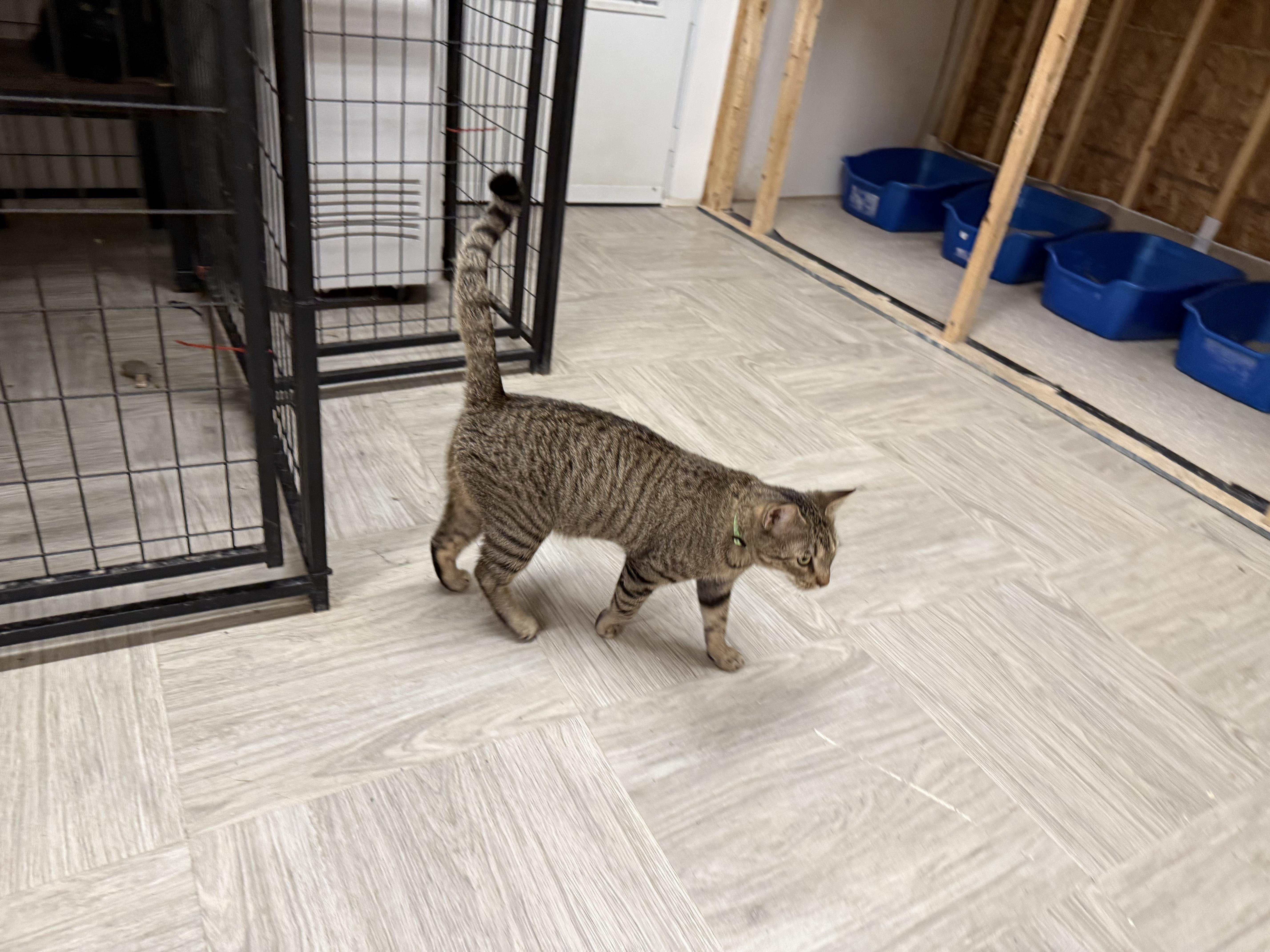 Noah, ADOPTABLE, Young Male Tabby.