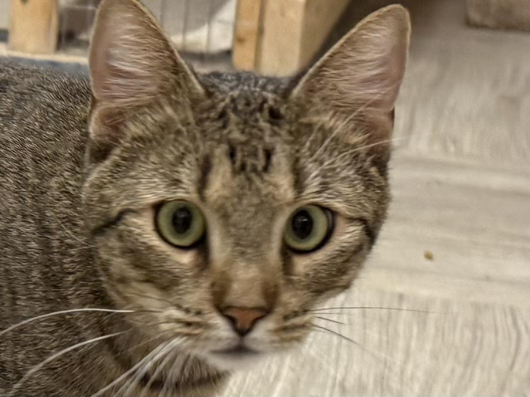 Noah, a ADOPTABLE Tabby in Lake Ozark, MO image 2/2