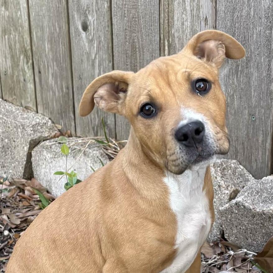 Kaiva, Adoptable, Puppy Female Pit Bull Terrier & American Staffordshire Terrier.