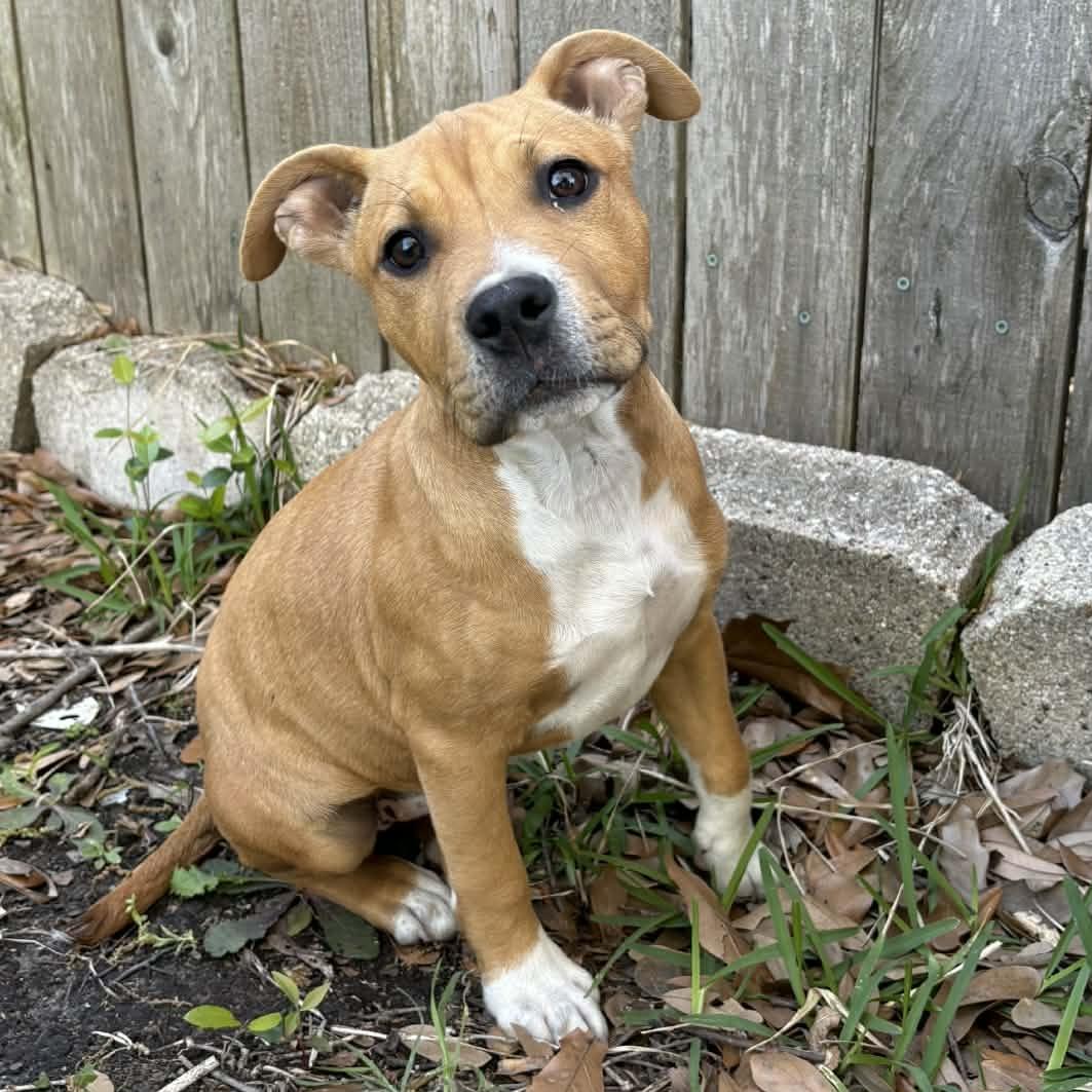 Enlarge Kaiva, a Adoptable mixed breed in Houston, TX image 3/3